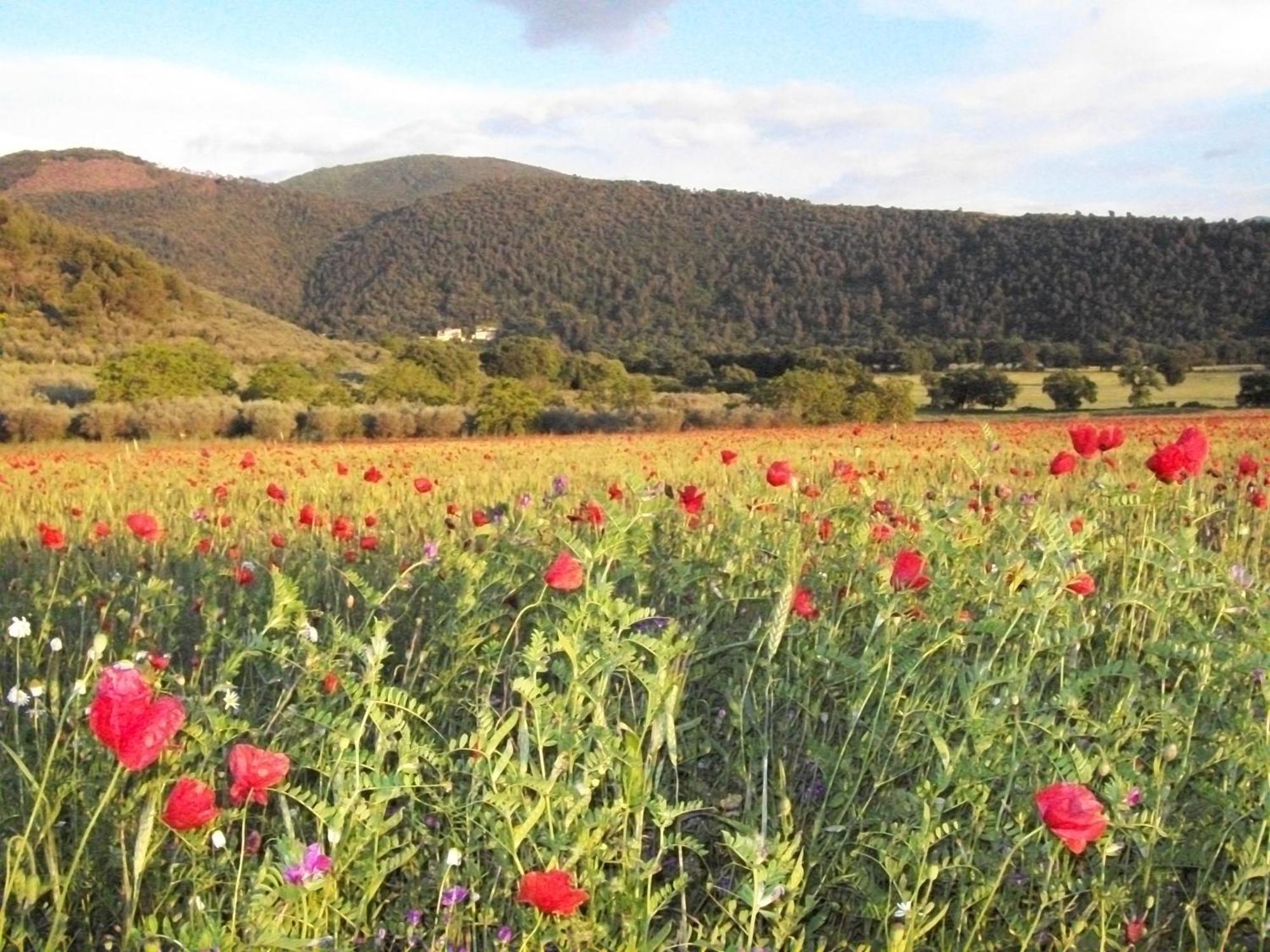 Agriturismo Il Casalino สโปเลโต ภายนอก รูปภาพ